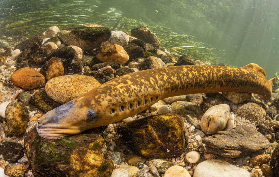 Minóg morski (Petromyzon marinus)