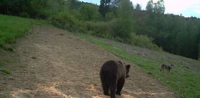 Chytry miś przegonił wilki FILM