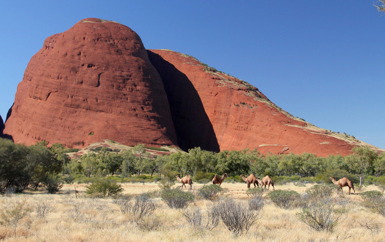 Australijska fauna