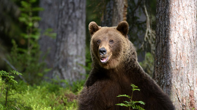 Policja w Ust-Ilimsku uratowała turystów przed niedźwiedziem, którego skusił barszcz