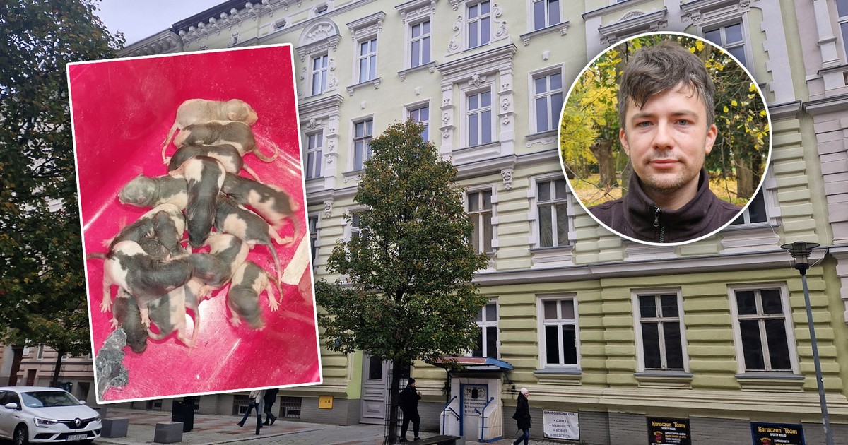 Elegancka kamienica w centrum Szczecina, a w środku szczurza ferma. Film z mieszkania zatrważa