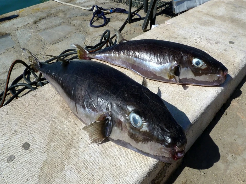 Lagocephalus sceleratus 