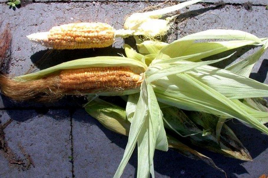 Kukurydza GMO warzywa plony rośliny modyfikowane genetycznie