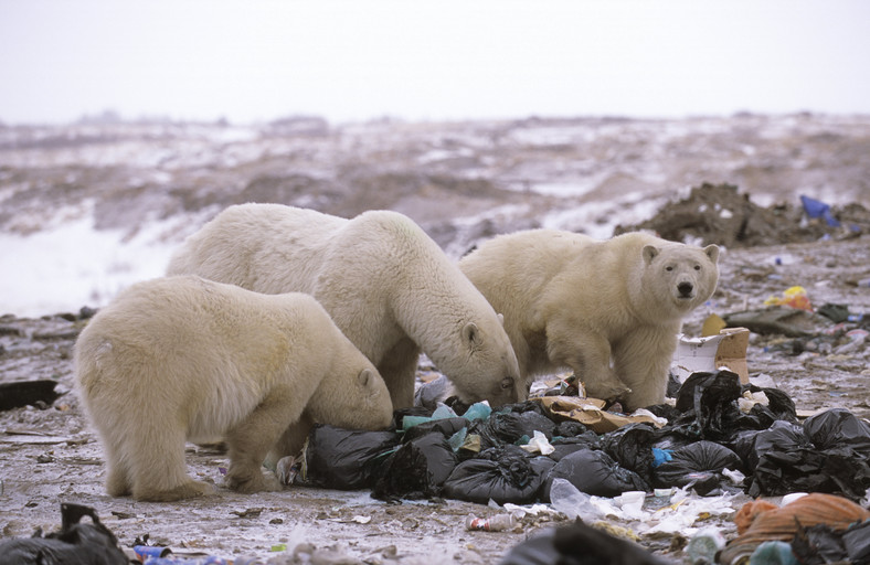 Niedźwiedzie polarne szukają pożywienia na śmietniku/ Kanada 