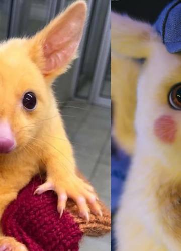 Baby Pikachu Süß - Images | Slike