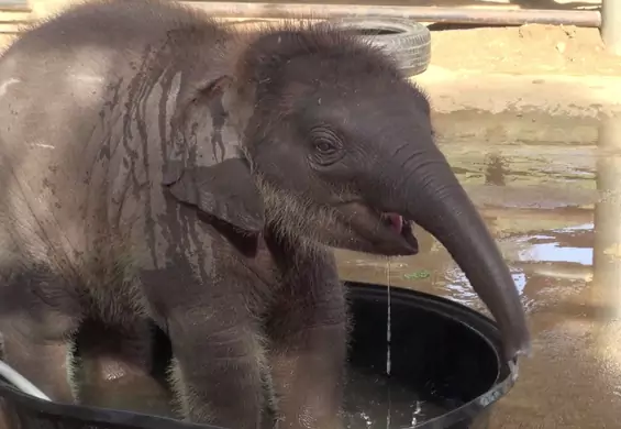 Słoniątko beztrosko oddawało się kąpieli, dopóki nie przyszła jego mama. Zachowali się zupełnie jak ludzie