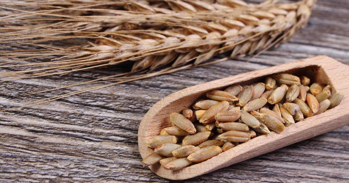 Żyto czy zawiera gluten? Chleb żytni, mąka żytnia, whisky żytnia