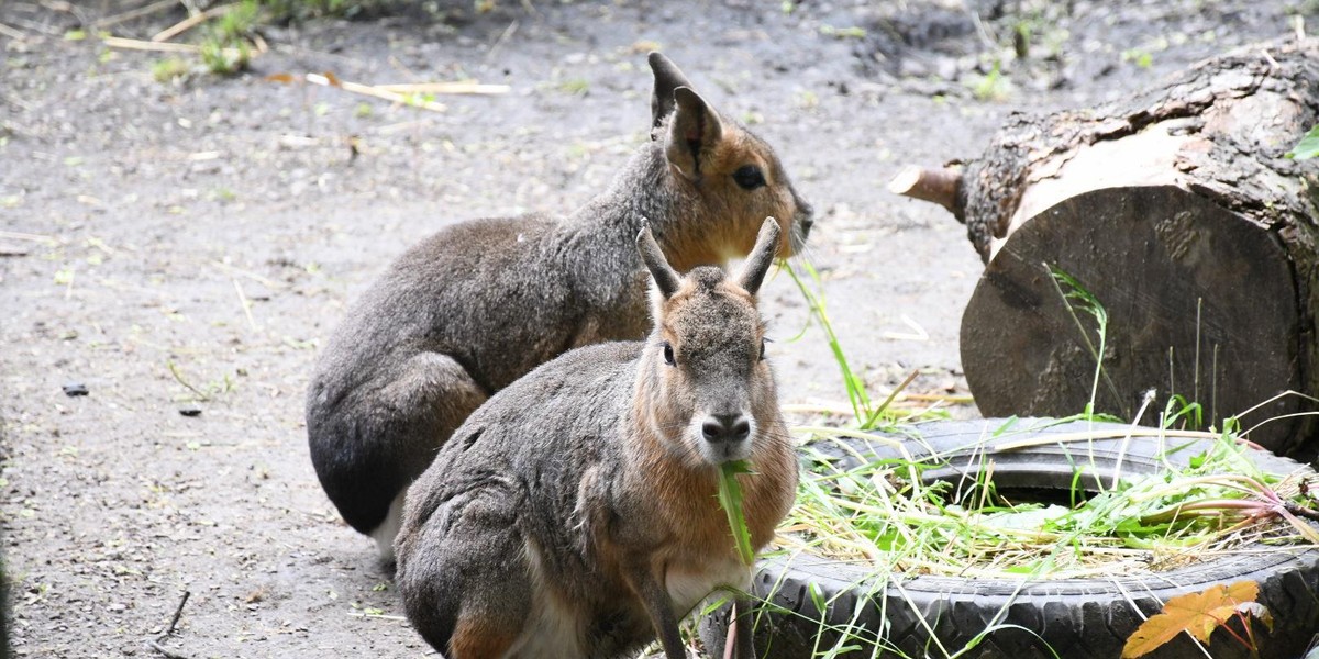 Chorzów. Otwarcie Śląskiego Ogrodu Zoologicznego w czasie epidemii koronawirusa 