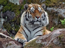 Wielka obława na lwicę w Hiszpanii