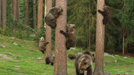 Lassan többen vannak, mint az ott lakók: közel 700 medve tart rettegésben egy egész falut