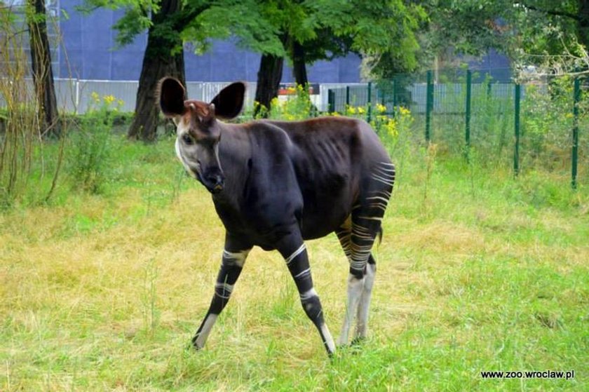 Okapi żyją m.in. w Ugandzie i Kongo