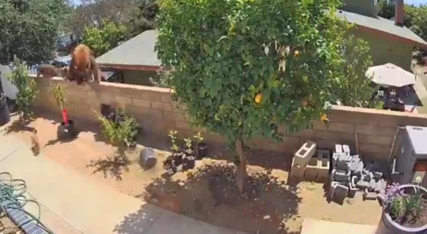 Medved je pokušao da uđe u dvorište