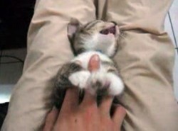 Jak zrobić przyjemność kotu