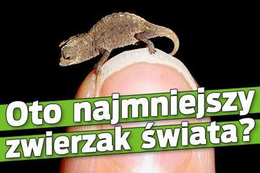 Oto najmniejszy gad świata?