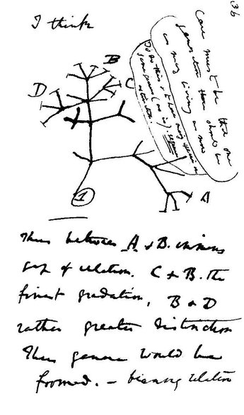Notatka Karola Darwina z 1837 r Widoczne rozrysowane drzewo ewolucyjne i umieszczony nad nim napis "I think" (myślę) (domena publiczna)