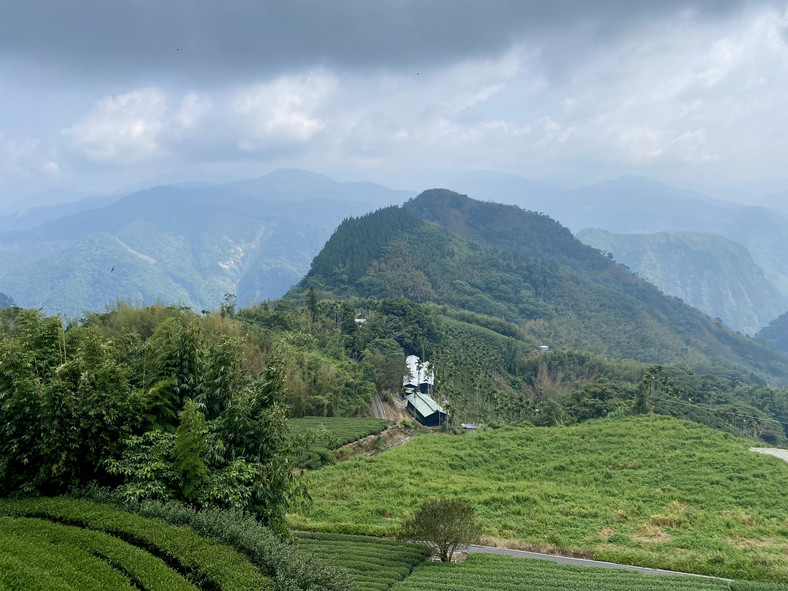 Sheng Li Farm, plantacja herbaty na Tajwanie