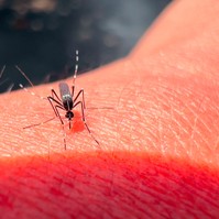 Sárgaláz: tünetei, vizsgálata és kezelési lehetőségei