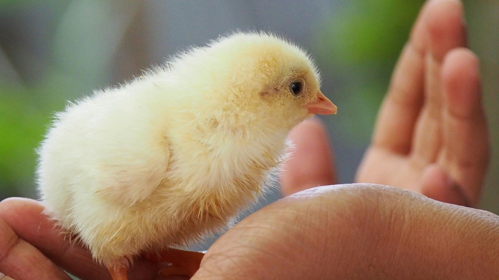 Biotechnologická firma vyliahla kuriatka z umelej škrupiny. 