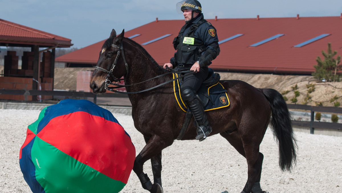 Szkolenie sekcji konnych straży miejskiej