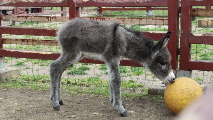 Osiołek z lubińskiego zoo