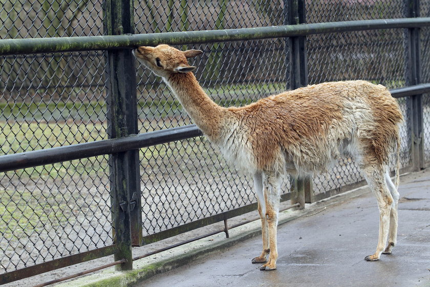 87 urodziny Zoo w Warszawie