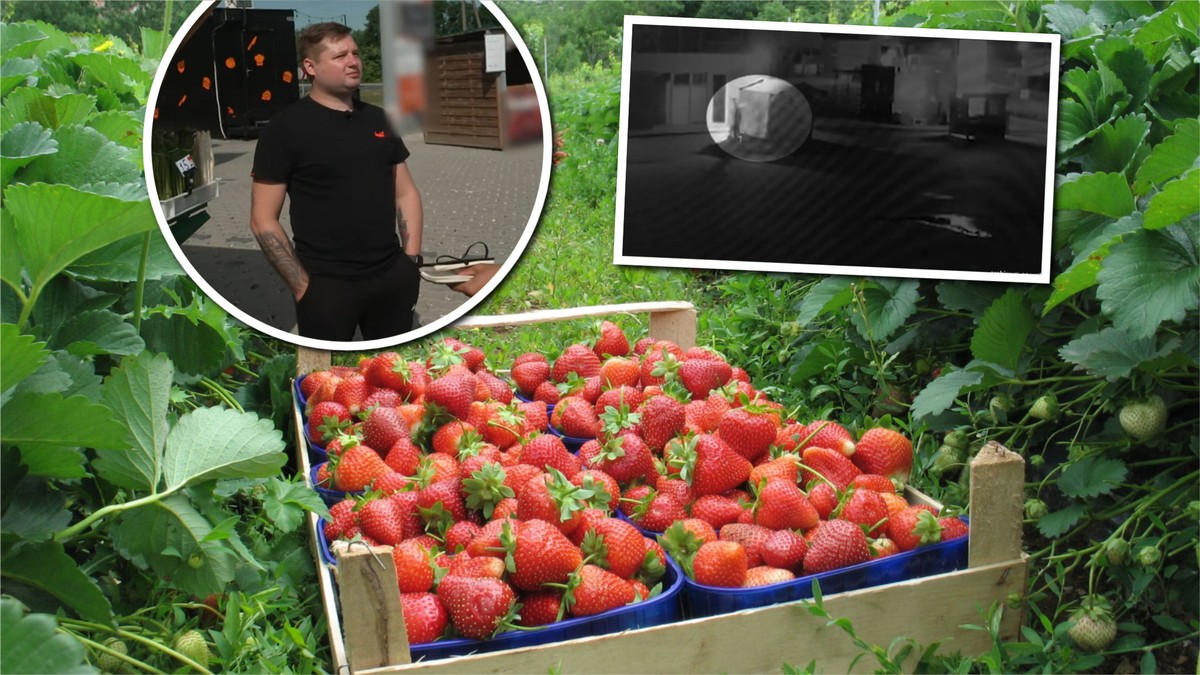 Truskawkowe porachunki pod Poznaniem. Zgłosił się inny sprzedawca. "Przyszło dwóch panów"