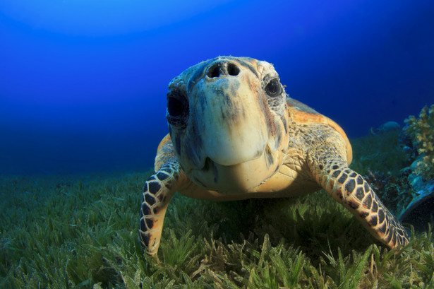 Polacy odkryli skamieniałości najstarszych na świecie żółwi