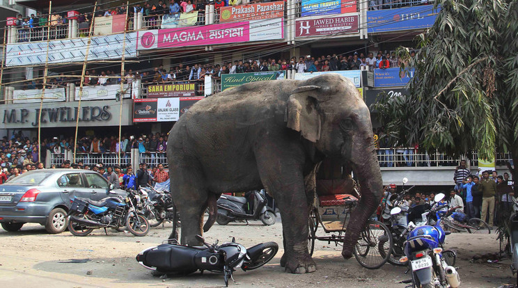 Elefánt a városban - Fotó: MTI