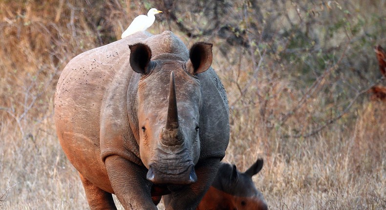 Eric and Donald Jr. are big game hunters, which can be very expensive. A 14-day white rhino hunt can cost $66,790.