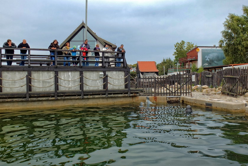 Prof. Krzysztof Skóra nie żyje. Był twórcą fokarium w Helu