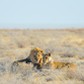 lew Couple of Lions lying down in the bush, Africa