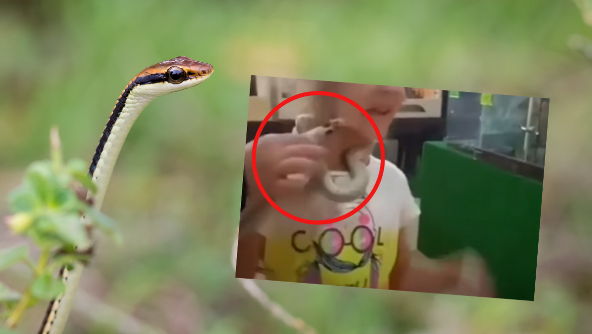 Rosja. Wąż ugryzł pięcioletnią dziewczynkę w twarz w zoo