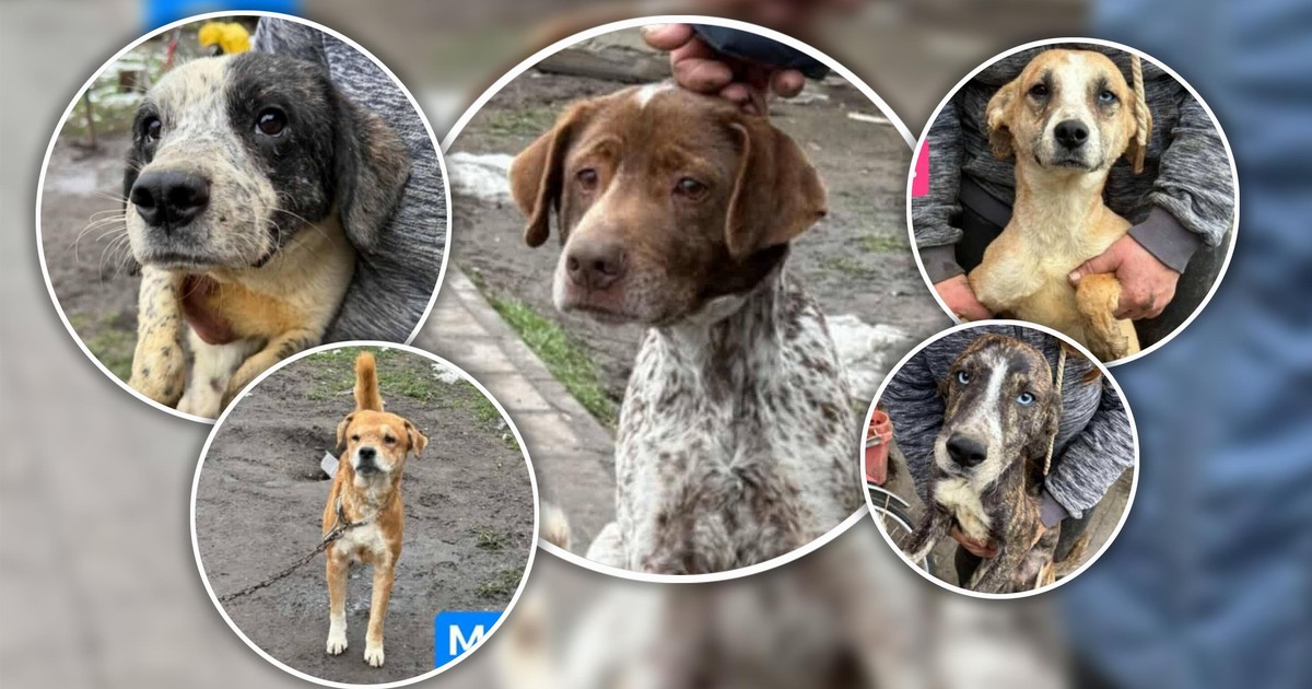 Dramat 40 psów stłoczonych na posesji w Tarnowie. "Pomoc pilnie potrzebna"