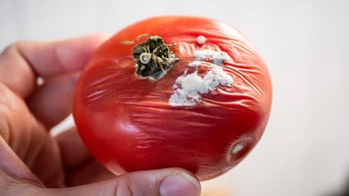 Nie wyrzucaj spleśniałego pomidora. Zobacz, jak możesz go wykorzystać