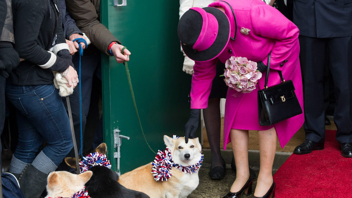 Nie ma żadnych wątpliwości: w Wielkiej Brytanii jest jubileuszowa gorączka. O jednym z nieoczekiwanych jej przejawów donosi strona Find a Puppy, która zanotowała nagły skok zainteresowania królewskimi psami.