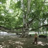 Topčiderski park