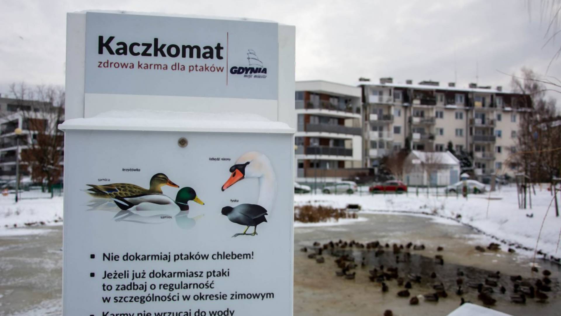 Tak polskie miasta dbają o swoje ptactwo. Kaczkomaty stają się hitem