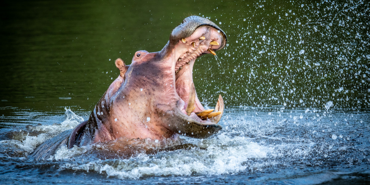 Hipopotam połknął dziecko. Wypluł je po interwencji świadka zdarzenia. Zdjęcie poglądowe.