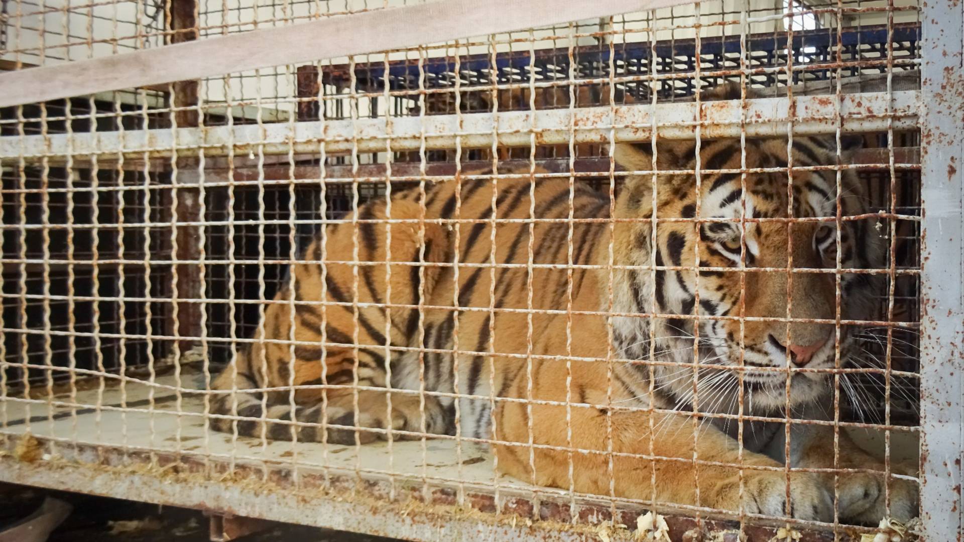 "To, co dzieje się w cyrkach, niewiele ma wspólnego z zachowaniem zwierząt na wolności" - ekspertka o tragedii tygrysów