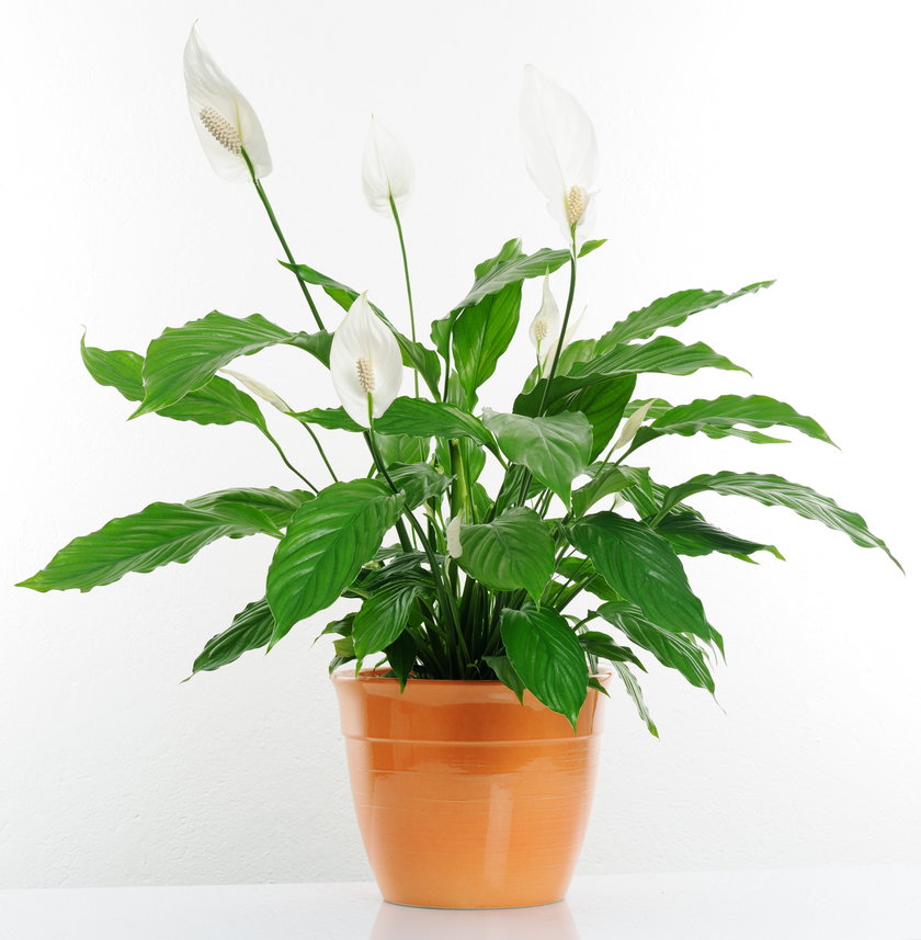 Skrzydłokwiat (Spathiphyllum)