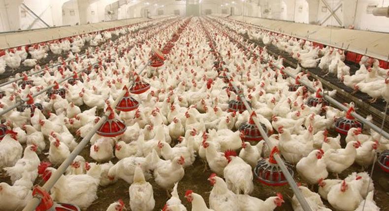 Poultry farm