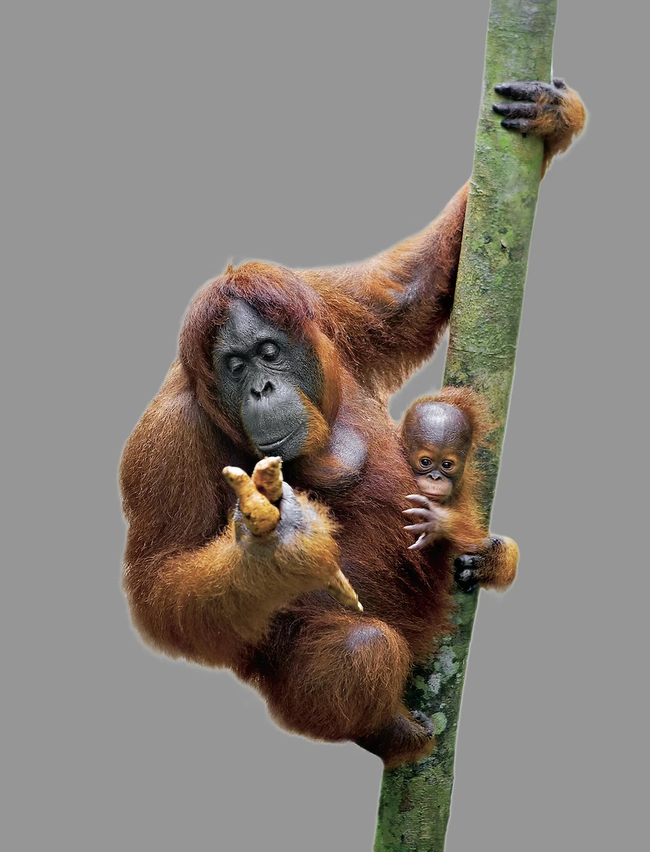 Malezyjskie Centrum Rehabilitacji Orangutanów w Sepilok opiekuje się m.in. zwierzęcymi sierotami znalezionymi w lesie.
