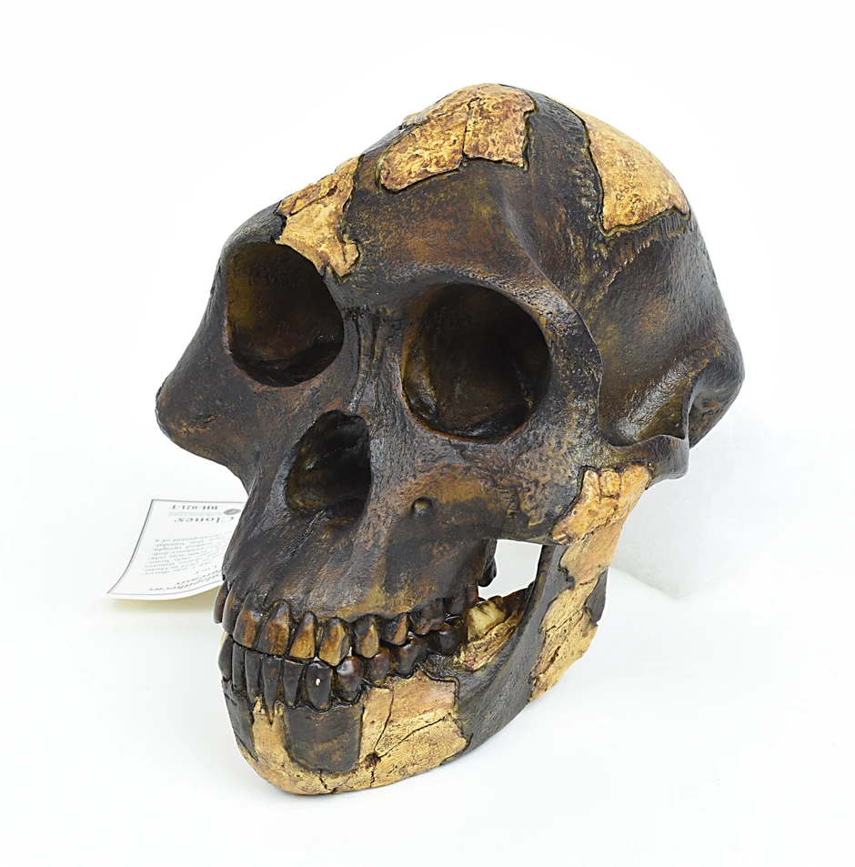 Australopithecus afarensis - Lusi (lobanja)