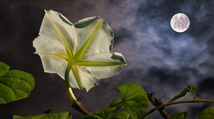 A trópusi fehér hajnalka, más néven holdvirág (Ipomoea alba) éjjel bontja nagy, illatos virágait. /Fotó: Shutterstock 