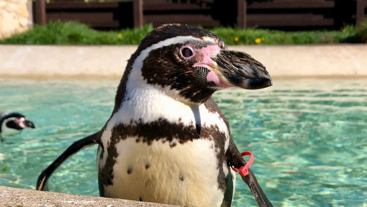 Nie żyje najstarszy pingwin świata. Rosie odeszła przed 33. urodzinami