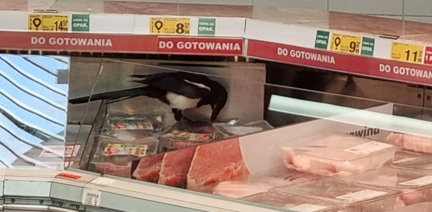 Taki gość na mięsnym w katowickim Auchan! ZDJĘCIA