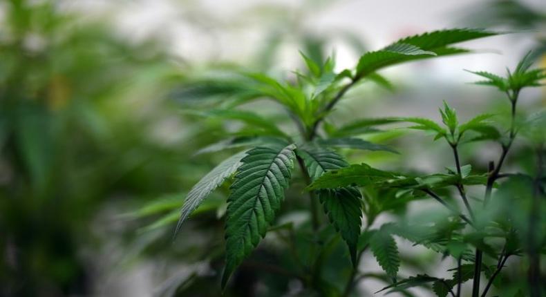 Fidelis Arie Sudewarto was found guilty of growing marijuana without permission by the Sanggau district court in West Kalimantan, even though it acknowledged that he did it to help his wife