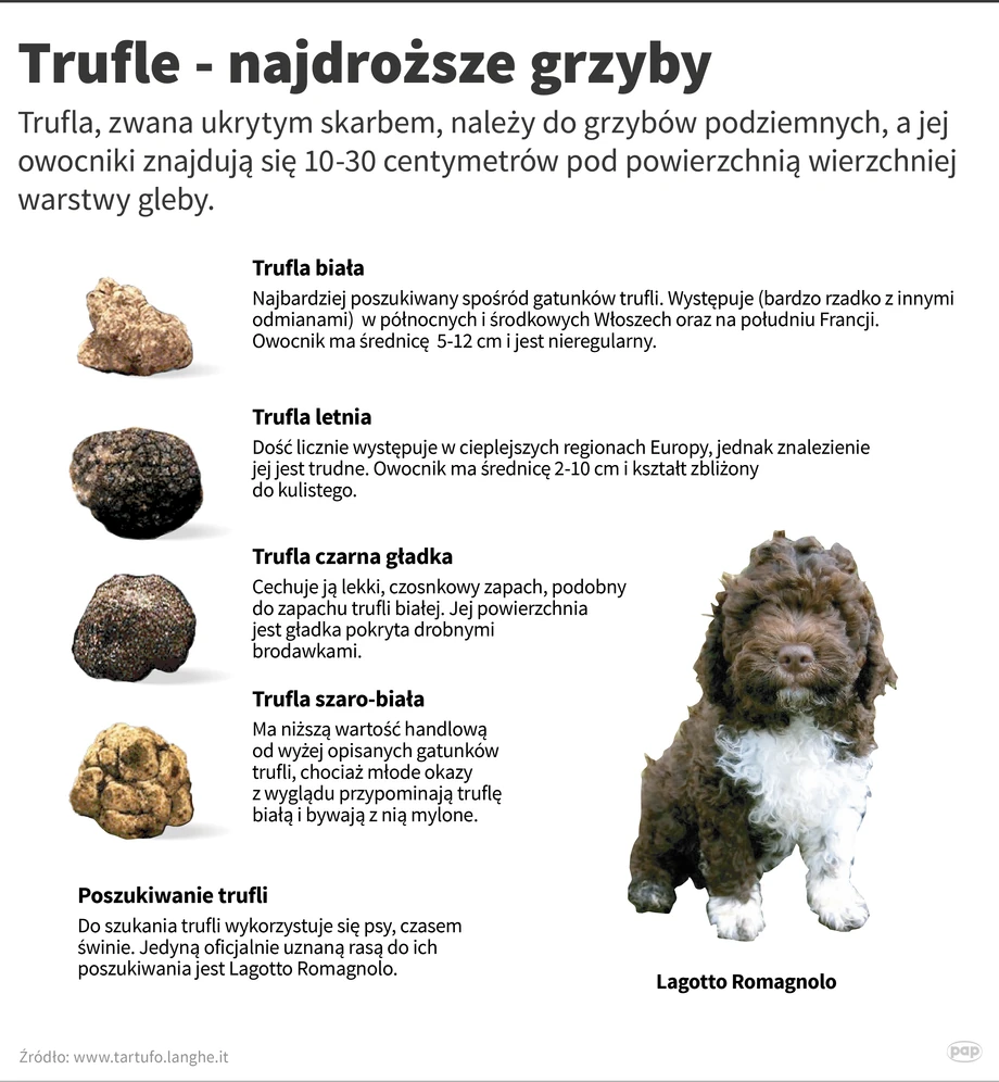 Trufla - najdroższe grzyby świata