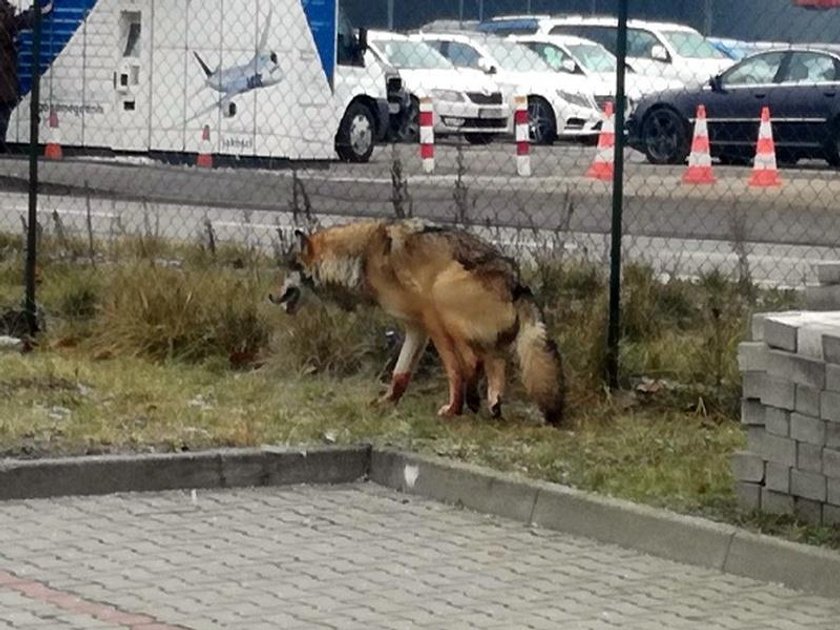 Warszawa: Ekopatrol dostał wezwanie do rannego psa. Okazało się, że to wilk