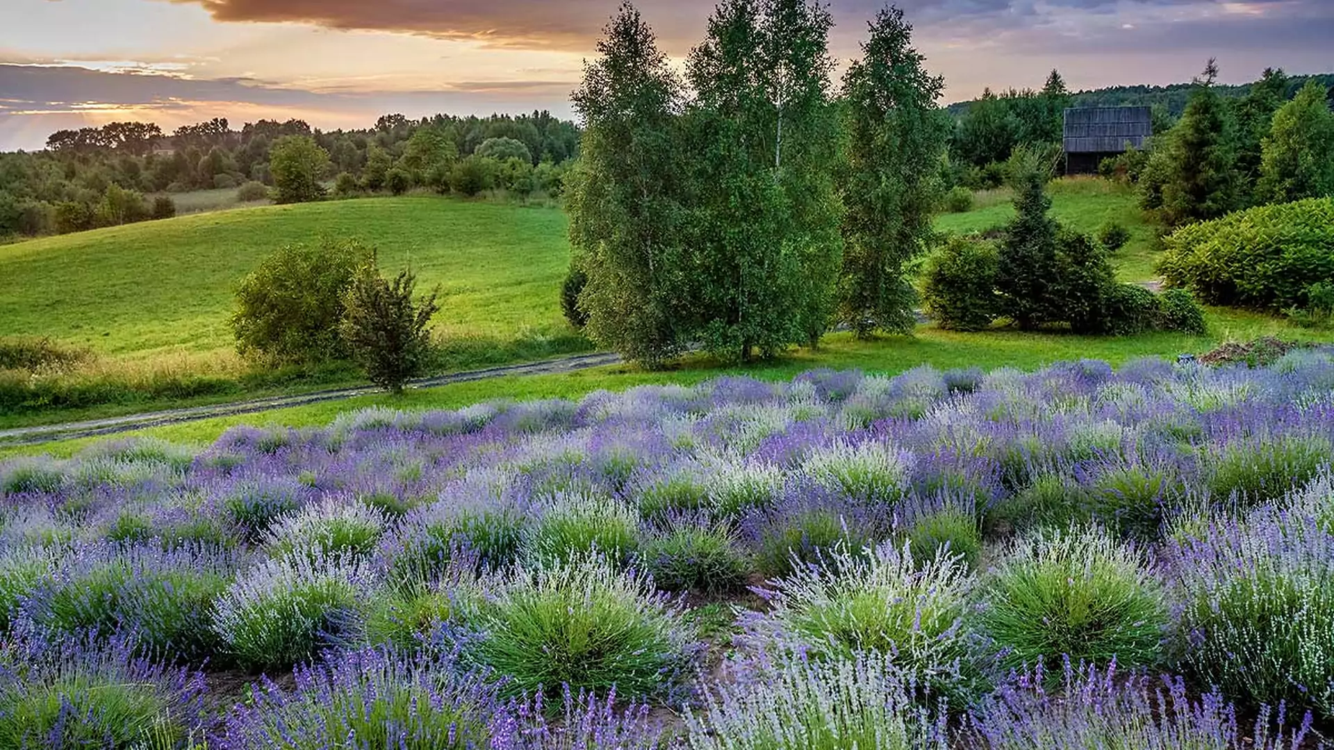 W Polsce też jest Prowansja - 4 najpiękniejsze lawendowe pola do odwiedzenia tego lata